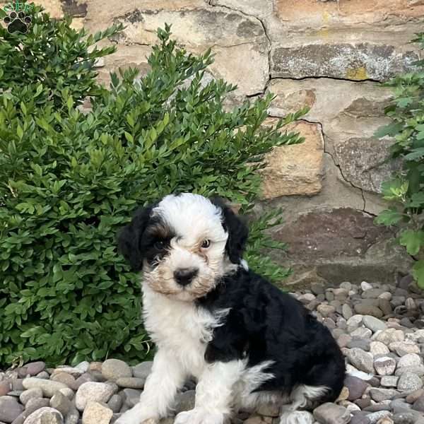 Colson, Mini Bernedoodle Puppy
