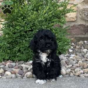 Cassy, Mini Bernedoodle Puppy
