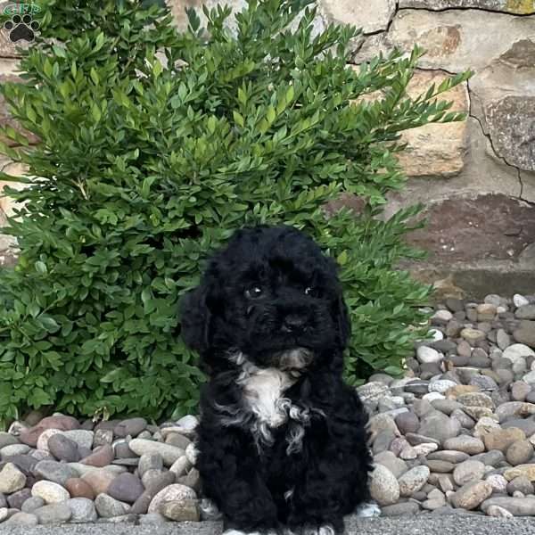 Cassy, Mini Bernedoodle Puppy