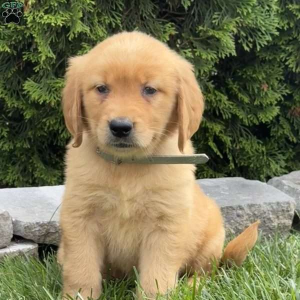 Ariel, Golden Retriever Puppy