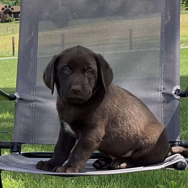 Coffee, Chocolate Labrador Retriever Puppy