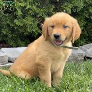 Ariel, Golden Retriever Puppy