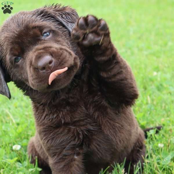 Flossie, Chocolate Labrador Retriever Puppy