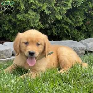 Ariel, Golden Retriever Puppy
