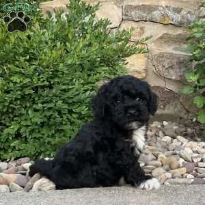 Cassy, Mini Bernedoodle Puppy