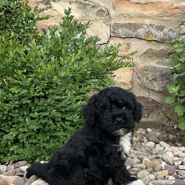 Cassy, Mini Bernedoodle Puppy