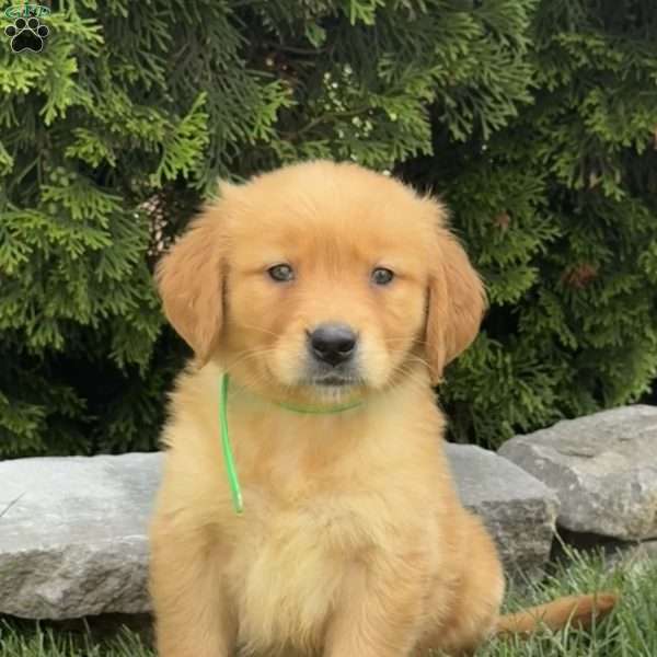 Alexis, Golden Retriever Puppy