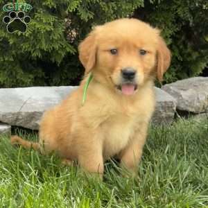 Alexis, Golden Retriever Puppy
