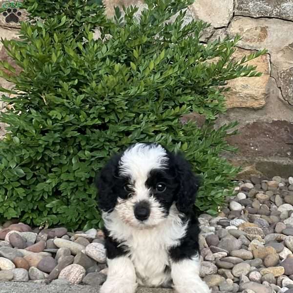Charlie, Mini Bernedoodle Puppy