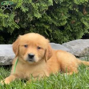 Alexis, Golden Retriever Puppy