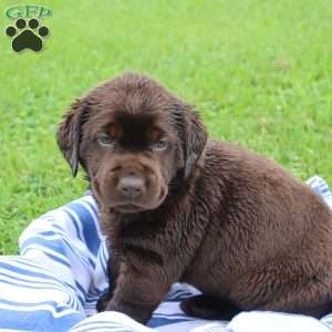 Flossie, Chocolate Labrador Retriever Puppy
