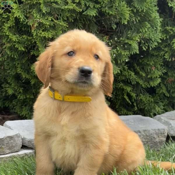 Al, Golden Retriever Puppy