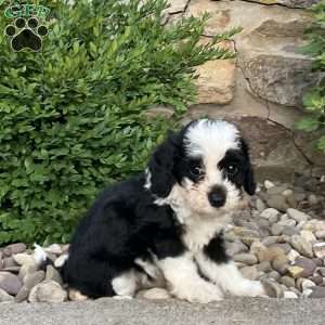 Charlie, Mini Bernedoodle Puppy