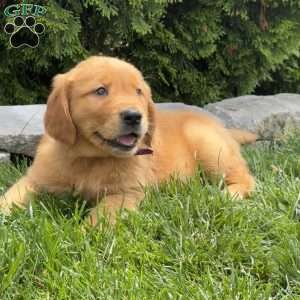 Amelia, Golden Retriever Puppy