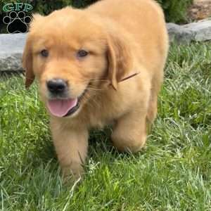 Amelia, Golden Retriever Puppy