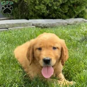 Amelia, Golden Retriever Puppy