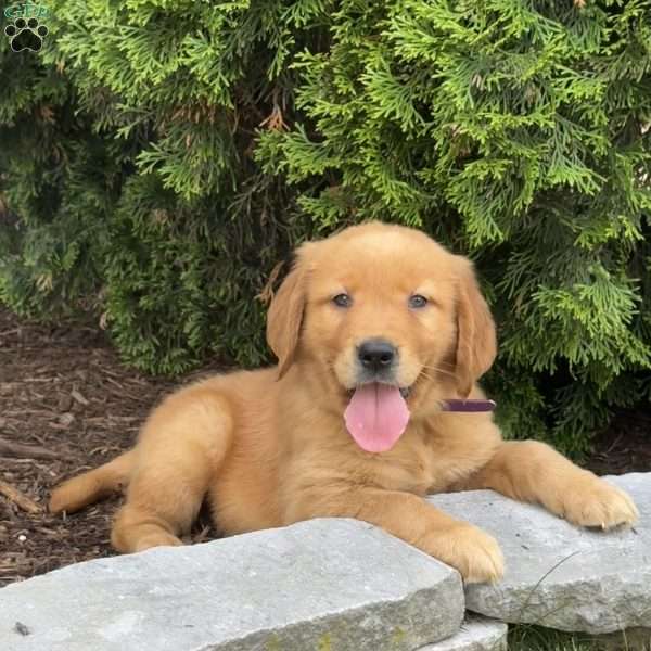 Amelia, Golden Retriever Puppy