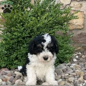 Champ, Mini Bernedoodle Puppy