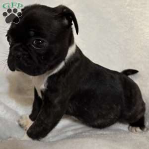 Luna, Bugg Puppy