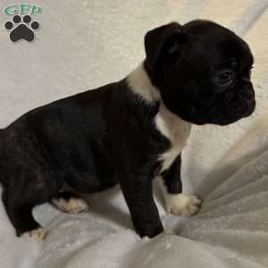 Luna, Bugg Puppy