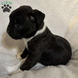 Luna, Bugg Puppy