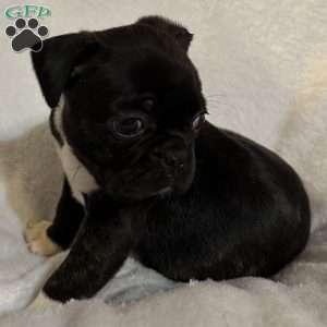 Luna, Bugg Puppy