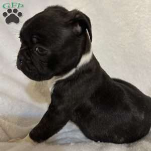 Luna, Bugg Puppy