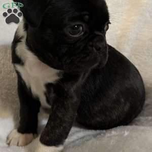 Luna, Bugg Puppy