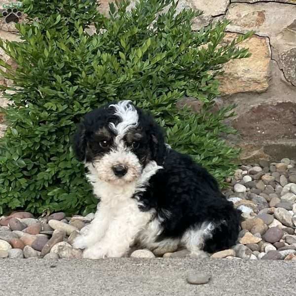 Champ, Mini Bernedoodle Puppy