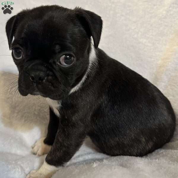 Luna, Bugg Puppy