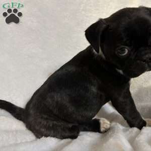Luna, Bugg Puppy