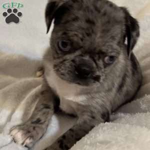 Lucy, Bugg Puppy