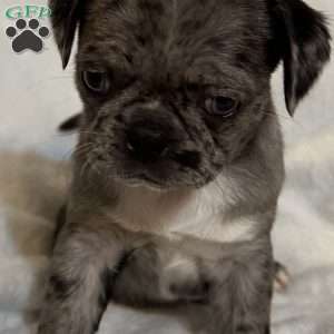 Lucy, Bugg Puppy