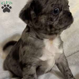Lucy, Bugg Puppy
