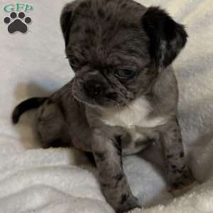 Lucy, Bugg Puppy