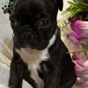 Luna, Bugg Puppy