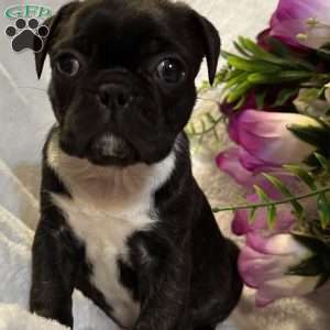 Luna, Bugg Puppy