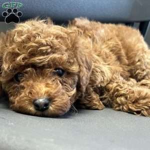 London Toy/Teacup, Toy Poodle Puppy