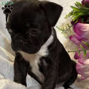 Luna, Bugg Puppy