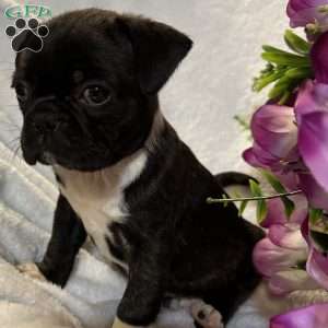 Luna, Bugg Puppy