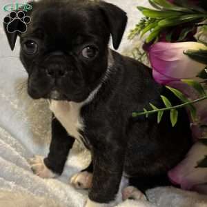 Luna, Bugg Puppy