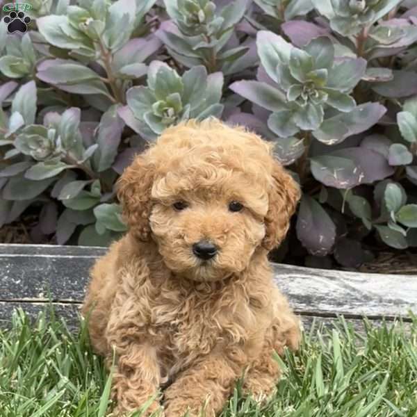 Willow, Miniature Poodle Puppy