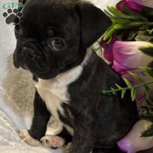 Luna, Bugg Puppy
