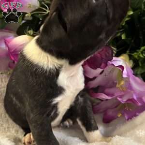 Luna, Bugg Puppy