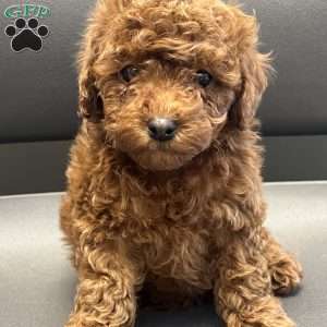 London Toy/Teacup, Toy Poodle Puppy