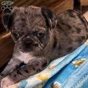 Lucy, Bugg Puppy