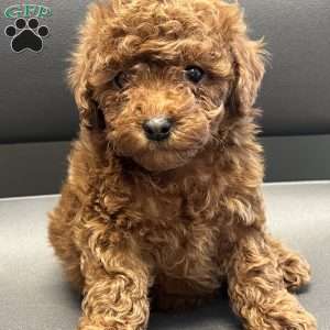 London Toy/Teacup, Toy Poodle Puppy