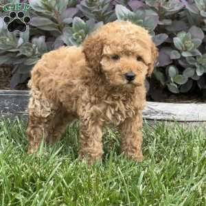 Willow, Miniature Poodle Puppy