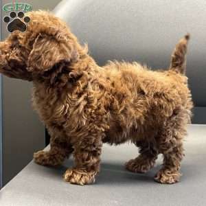 London Toy/Teacup, Toy Poodle Puppy