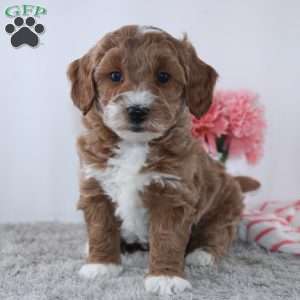 Tracie, Dachshund Puppy